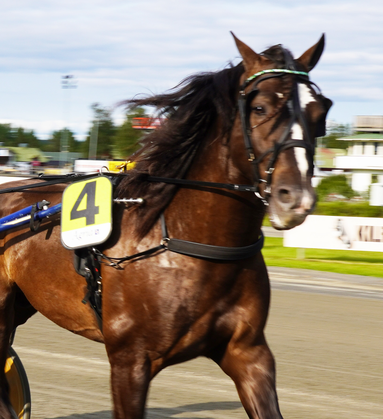 Granbarksborren 250809-5